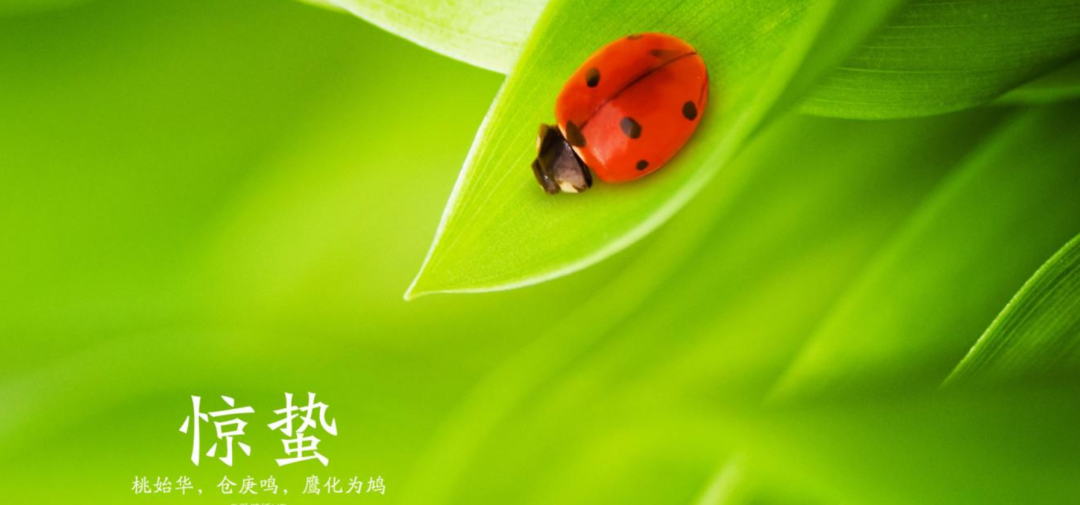 雨催惊蛰候 风作勒花开，十二首惊蛰诗词，叫醒酣睡的春天-第9张图片-非凡网