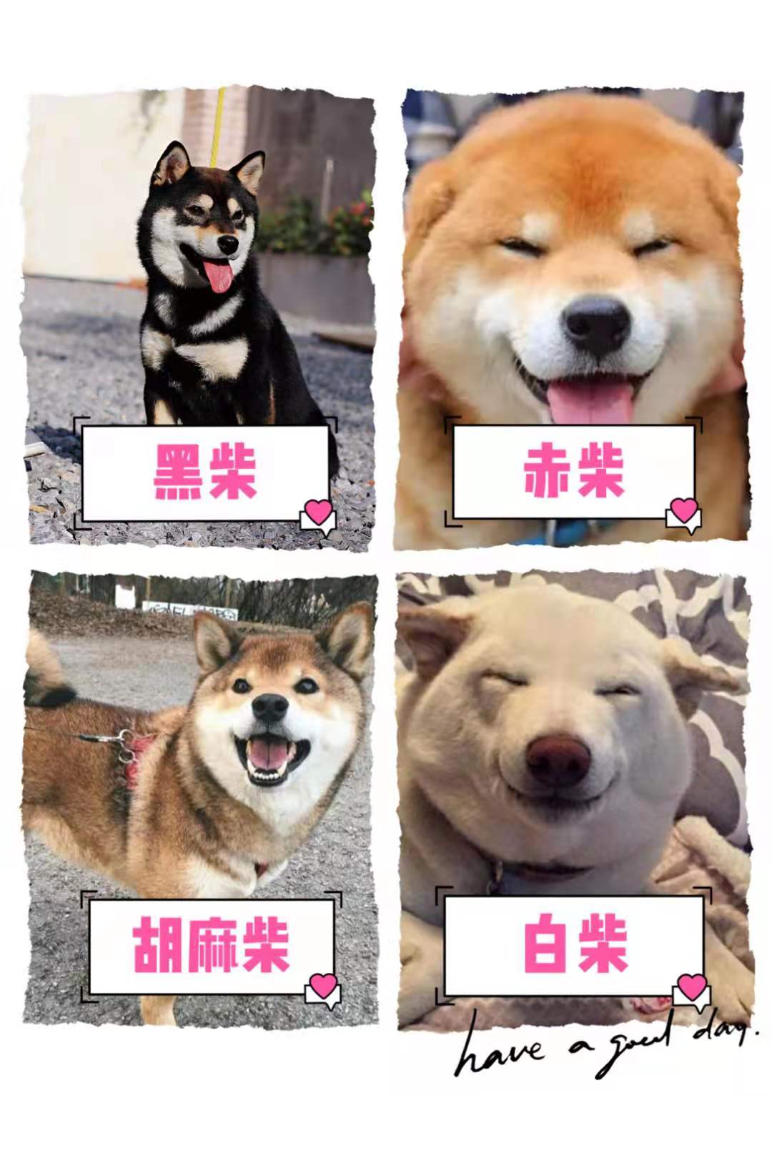 赤柴還分體型嗎？哪種性價比最高？ - 頭條匯