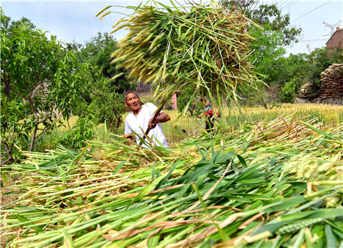 河南孟津朱庄村：碾馔，磨出来的乡愁