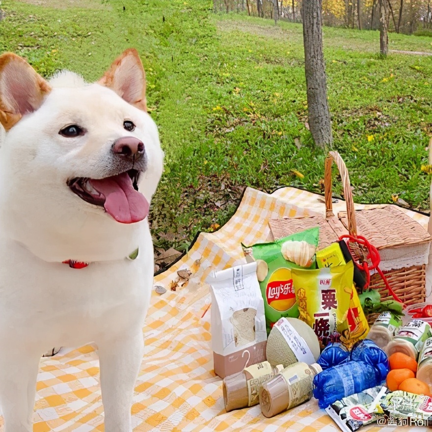 火了!刷爆东莞人朋友圈的小黄花,就藏在