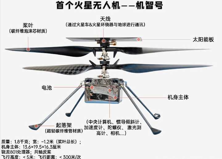 �ҹ�����ֱ�������࣬˫��������ҶƬ���΢�͹�����Ҳһͬ�Ƴ�