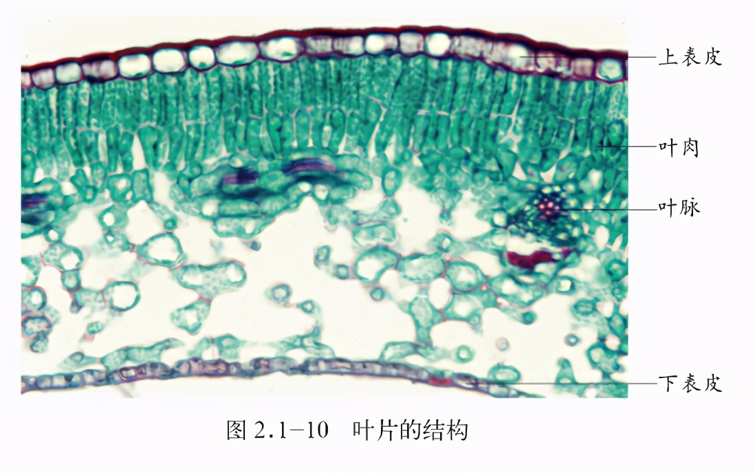 初中結業考試複習提綱 三 帶你走進生物圈中的綠色植物 木子老師教生物 Mdeditor