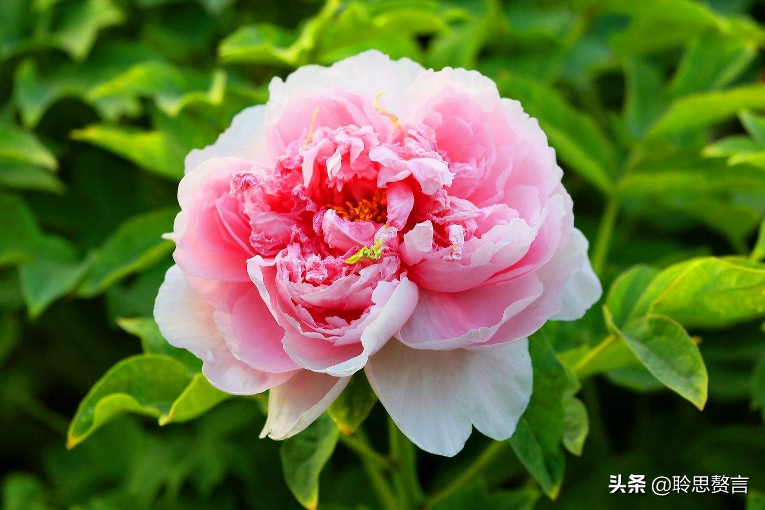 生日祝寿诗词精选四十二首 最美好的祝福，都在诗句里了-第36张图片-非凡网