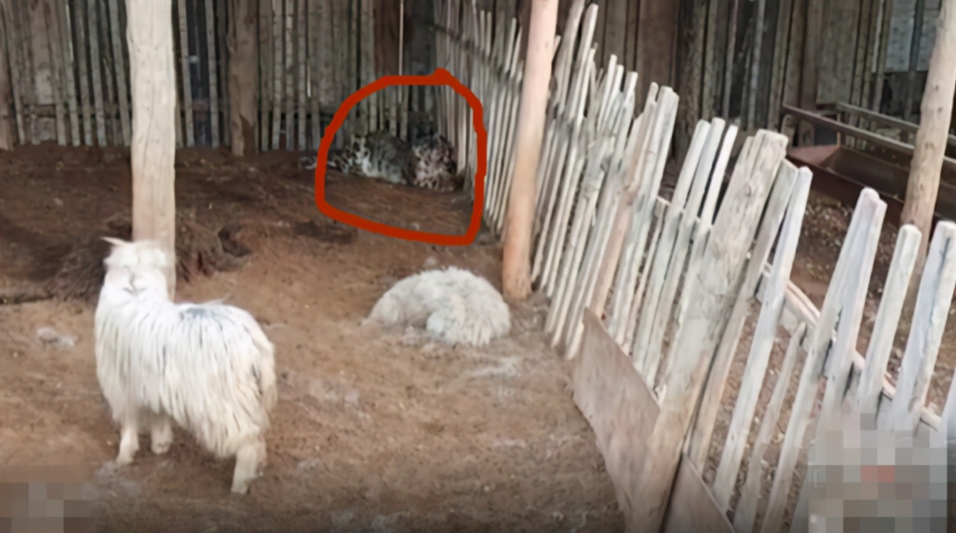 雪豹潛入羊圈吃飽喝足 賴著不走羊都看傻了牧民 太狡猾了 Lulu夢工廠 Mdeditor