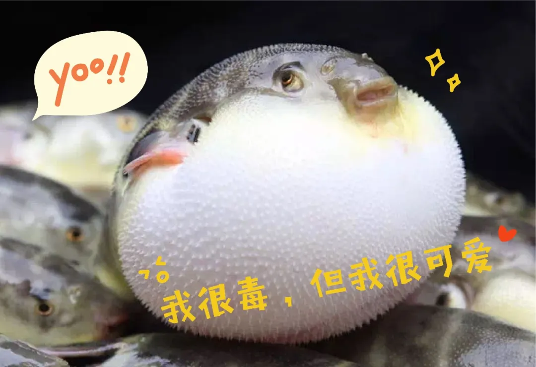 河豚到底有没有毒 我们替你拿命试了试 渔鲜荟 Mdeditor