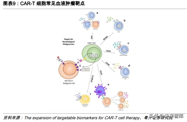 CAR-T细胞疗法专题研究：行远自迩，踔厉奋发