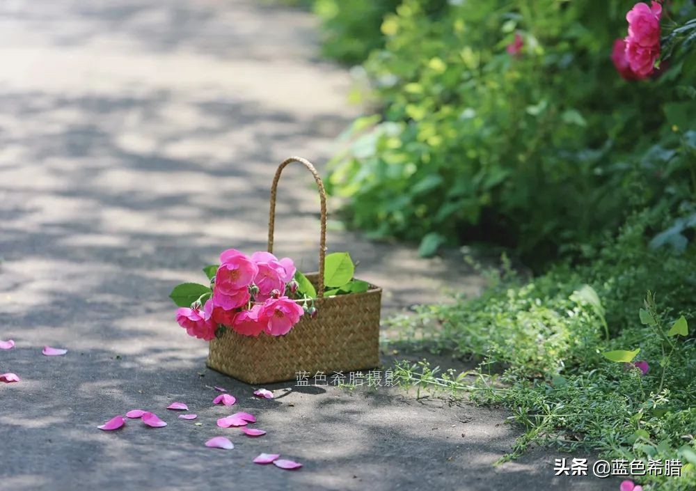 5月初夏 佳能百微鏡頭裏的薔薇花 夏日芬芳你聞到了嗎 藍色希臘 Mdeditor