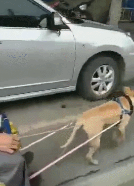 男子让狗狗拉车逛街，还向人炫耀-第5张图片-大千世界