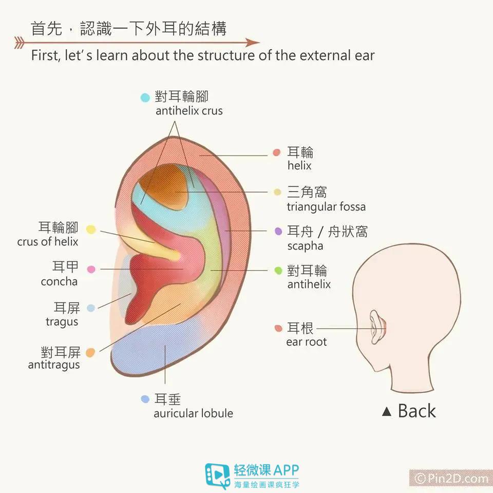 動漫人物怎麼畫耳朵動漫人物的耳朵畫法