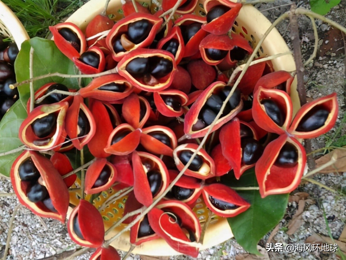 這個(gè)有著博爾特和藍(lán)山咖啡的國(guó)度，曾被換過(guò)人種？