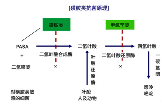 磺胺类药物与对氨基苯甲酸(paba)结构相似,可与paba竞争二氢叶酸合成