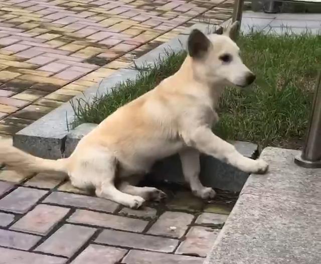 狗狗被遗弃后，它自己知道吗？它会不会跟别的流浪狗说它有主人？