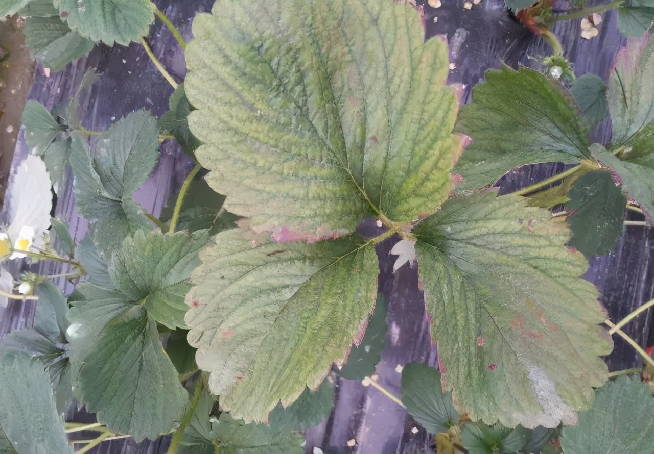 草莓红蜘蛛食谱广泛抗药力强危害性大防治措施咋进行