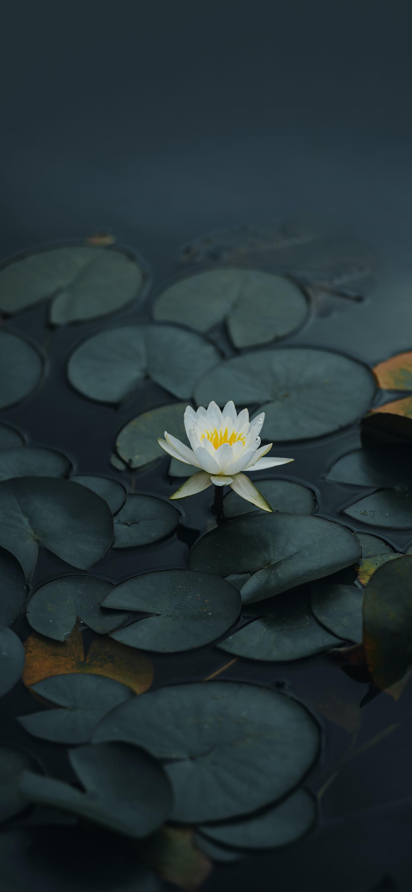 人生乐事 莫过于静待花开 Mp头条