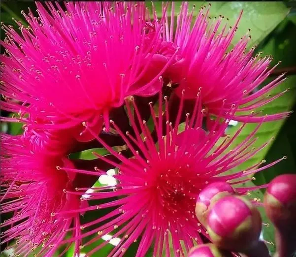 160種· 奇花異草,絕對有你沒見過的! 「下部分」