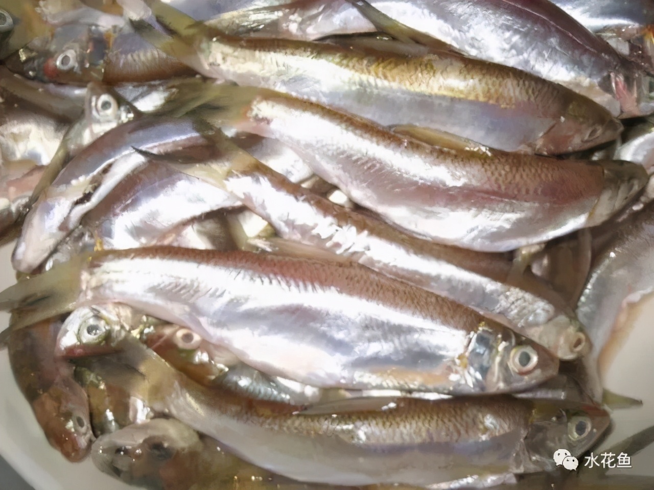 食肉性鱼类的套养与异议吃掉野鱼吃掉杂鱼吃掉病鱼吃掉死鱼吃掉不要的