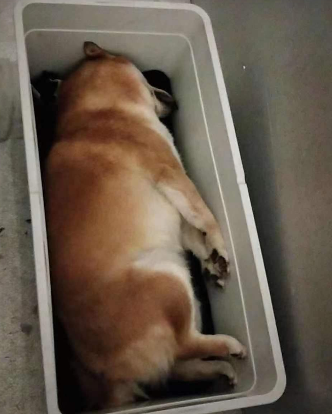 男子多次带爱犬乘飞机，不料在托运中丧生，男子：养狗花了近百万