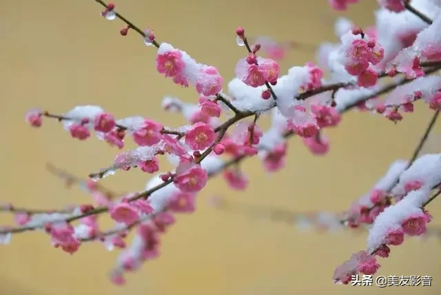 关于梅的诗句大全 梅雪争春未肯降，骚人阁笔费评章图片