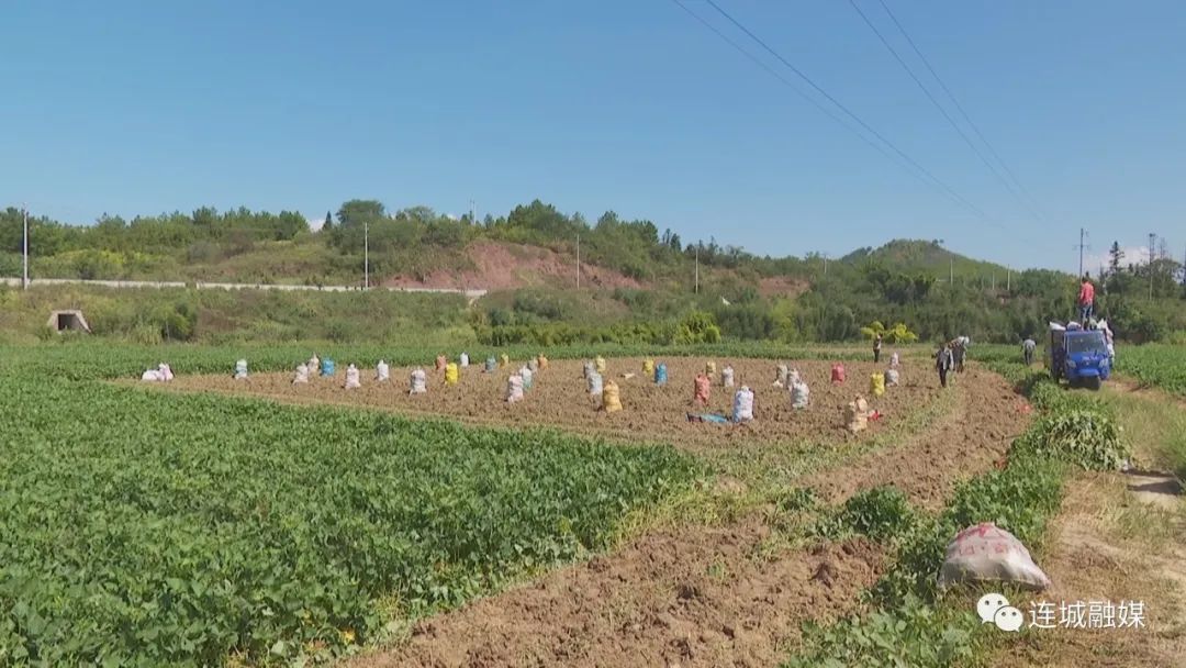 「全面推進鄉村振興」連城：富硒地瓜喜獲豐收 農戶線上線下銷售忙