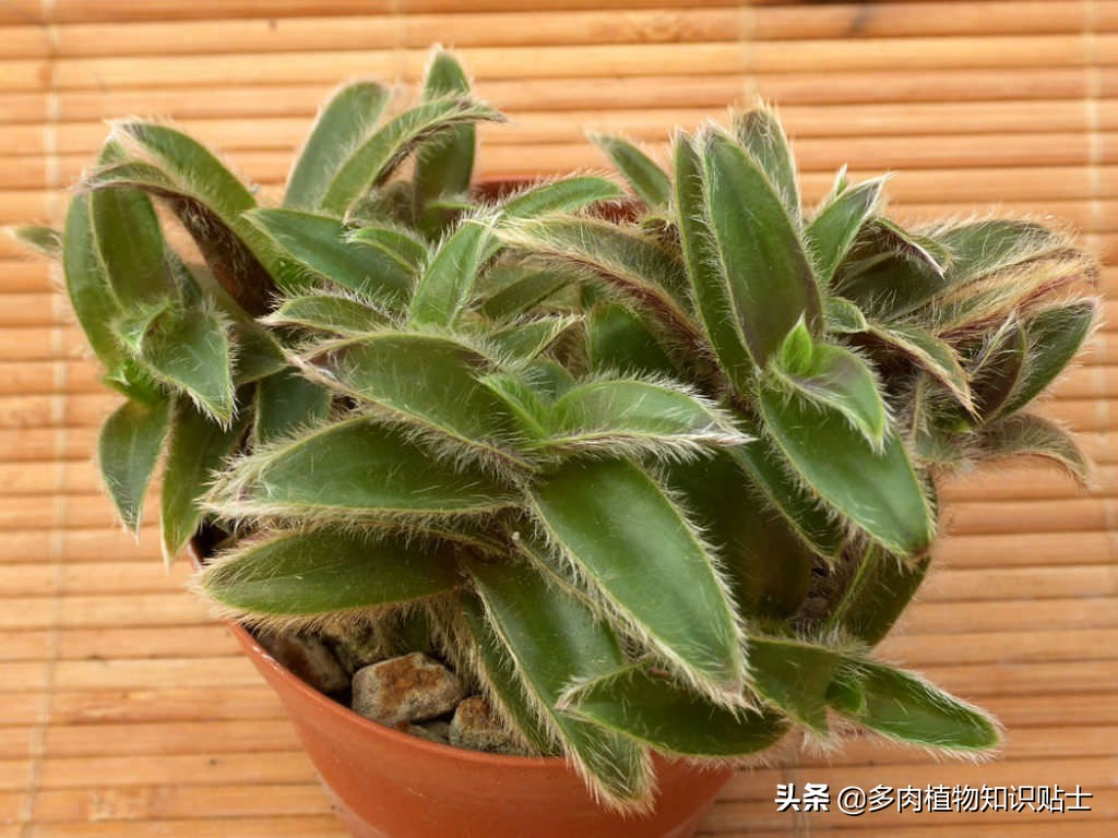 多肉植物也会长毛 天生毛茸茸的品种 银毛冠 资讯咖 多肉植物也会长毛 天生毛茸茸的品种 银毛冠 资讯咖