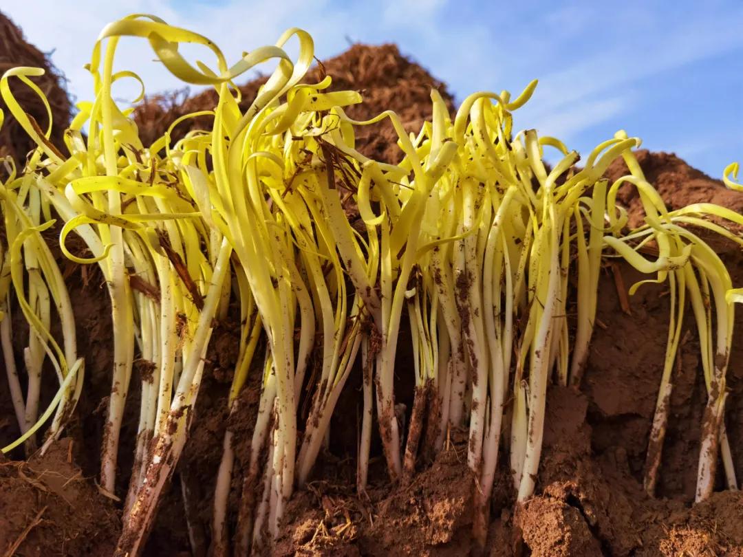 一地韭黄，圆了两个梦