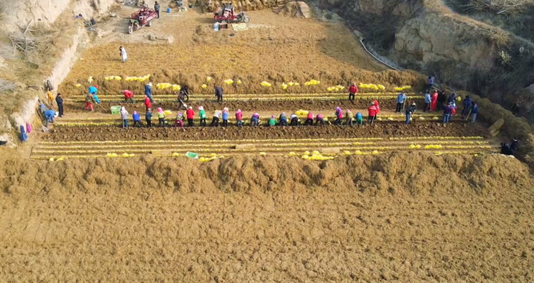 一地韭黄，圆了两个梦