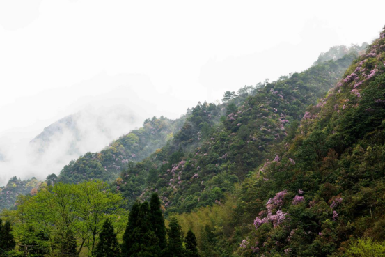 舜皇山上杜鹃红 湘桂古道野茶香