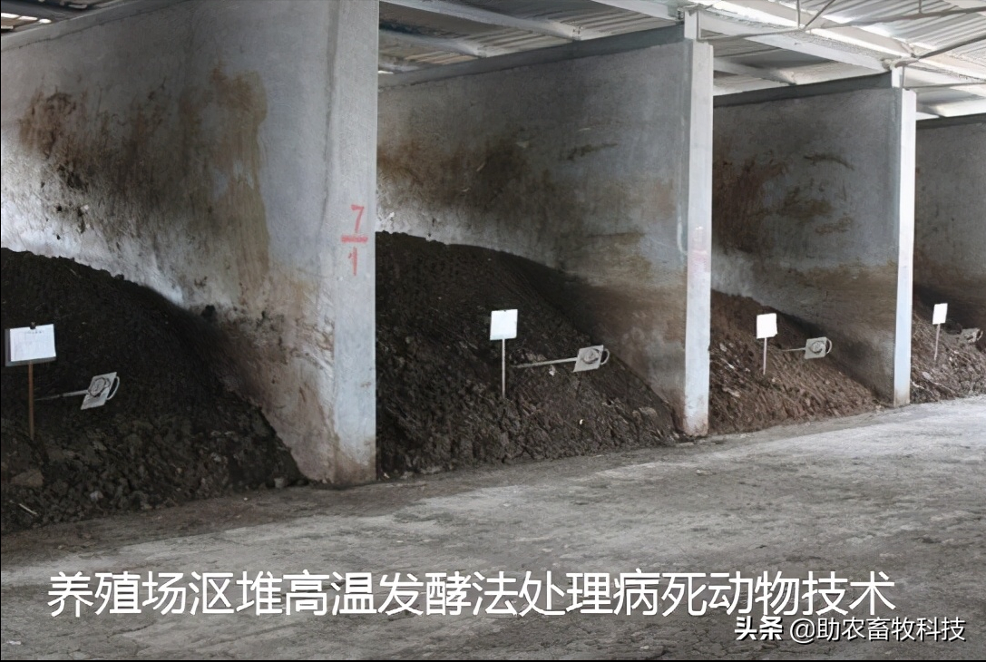 养殖场短时间处理较多病死动物如何低成本且不污染环境？