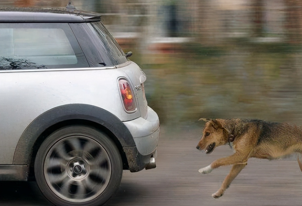 揭秘！狗狗喜欢“追车”的原因