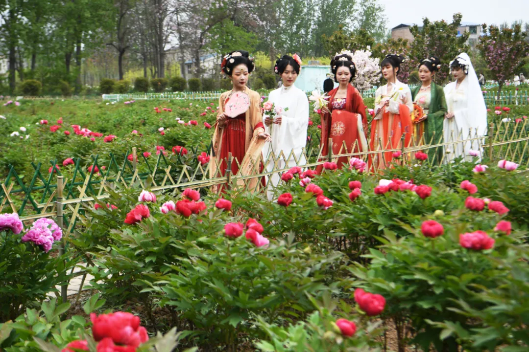 牡丹花开正当时,邀你一起来亳州赏花