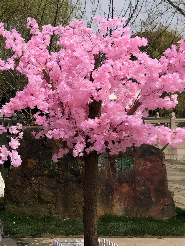 活动回顾｜春来常熟，花开虞城，这个春天一定要来赏花呀