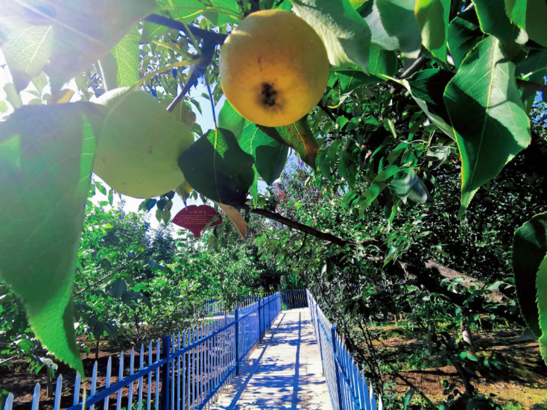 五彩柳泉建设不降温 乡村振兴正当时