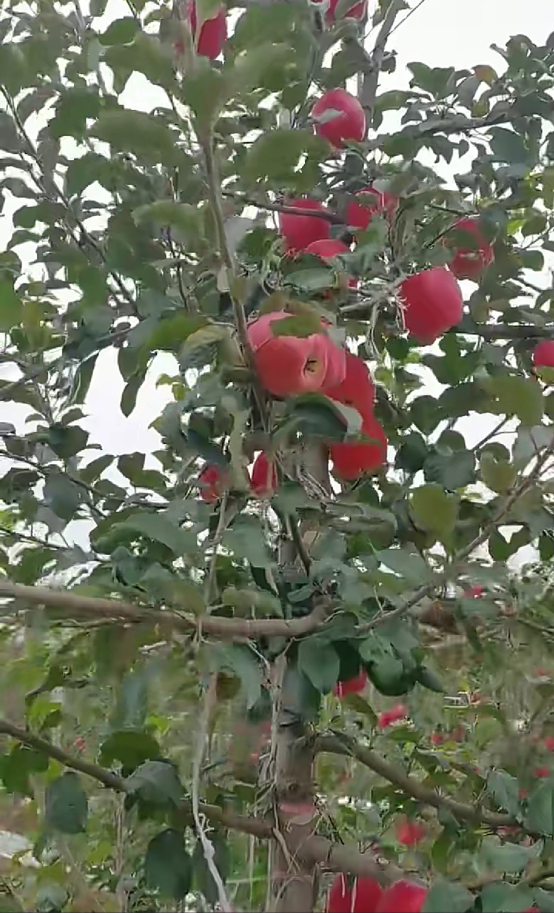 全紅不套袋，晚熟抗性強，2020年必火蘋果品種——“瑞香紅”