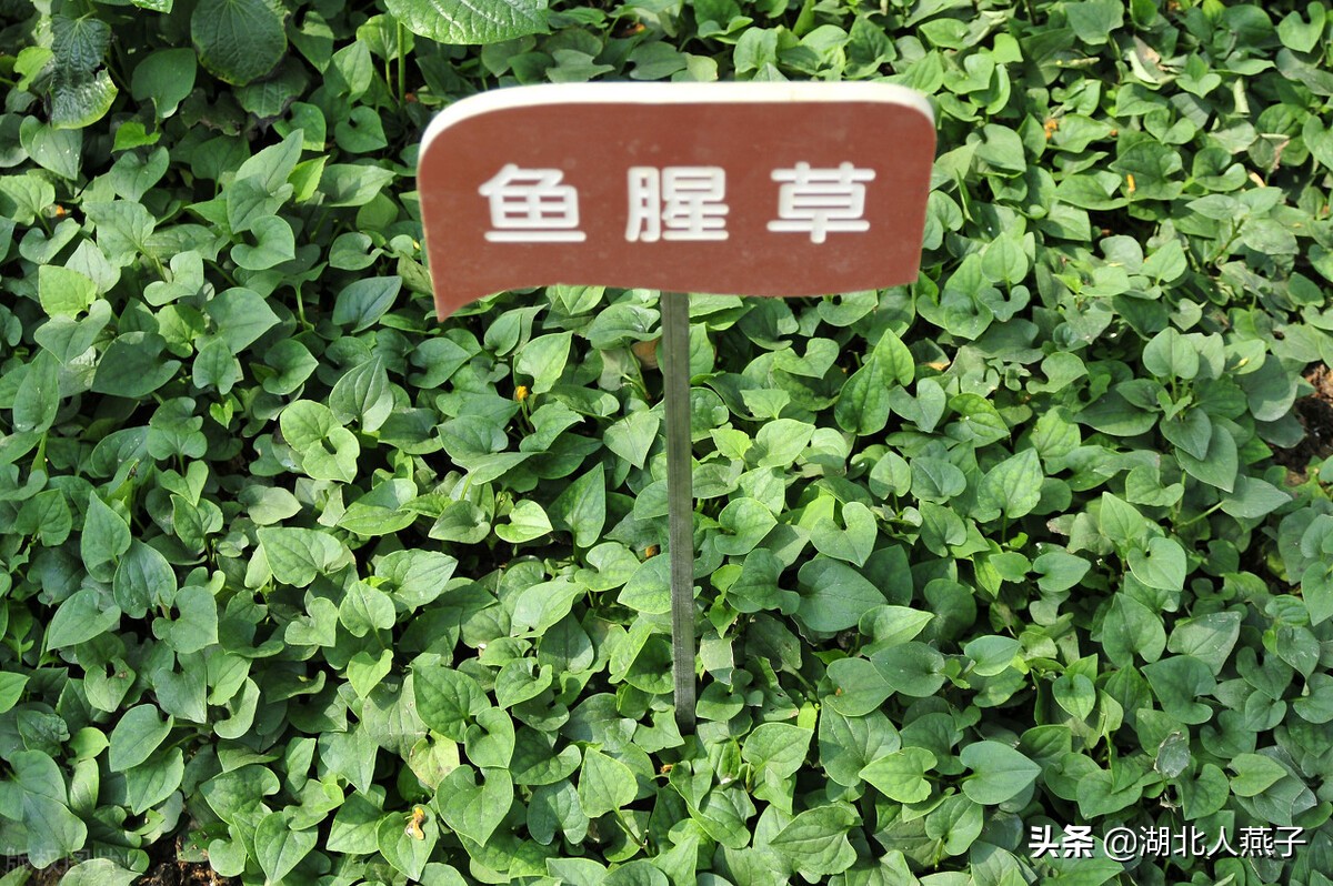 农村100种野菜图片教你认识不同的野菜和吃法