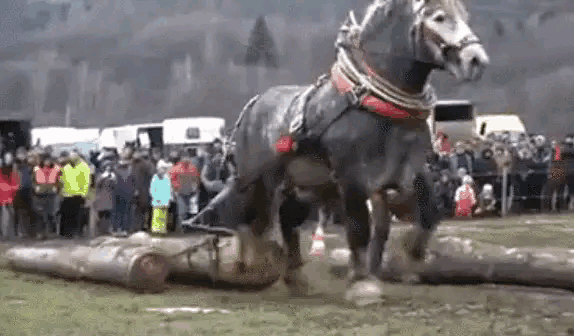 誰說“瘦死的駱駝比馬大”？這種馬比駱駝大多了！拉力堪比小貨車