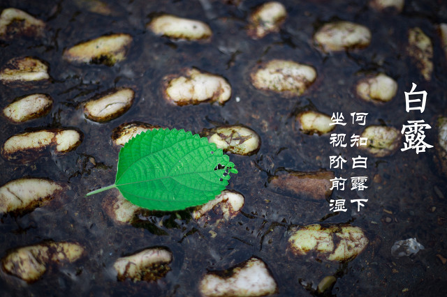 白露前后，这5种白色食物要多吃，应季而食，身体更健康