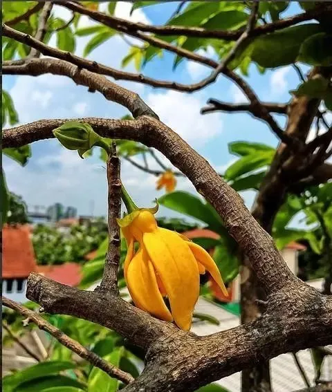 160種· 奇花異草，絕對有你沒見過的！ 「下部分」