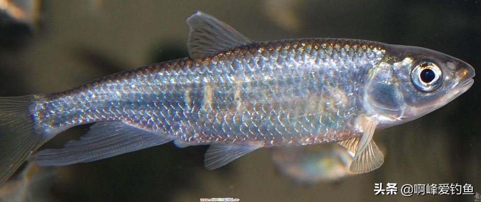 五彩斑斓"桃花鱼",能在当今这个环境生存下来,确实实属不易!