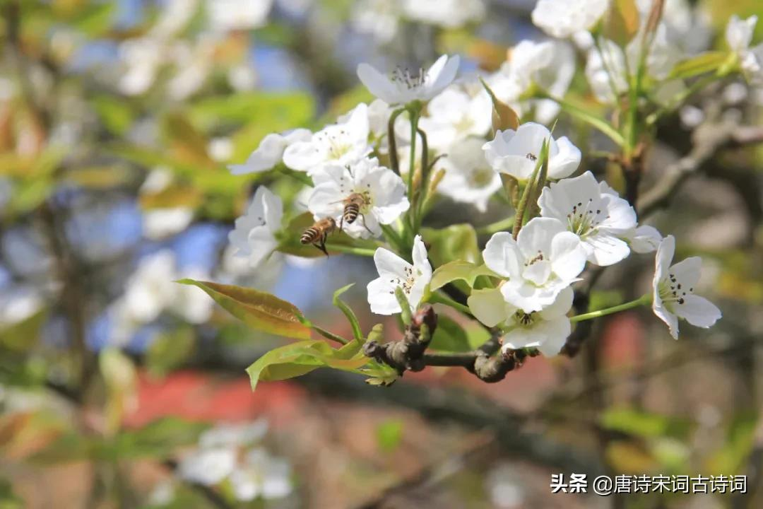 梨花片片如雪