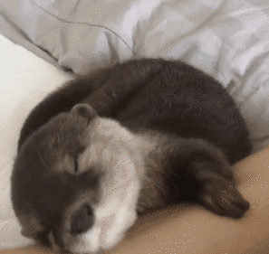 將鱷魚當做大餐，食人魚當做零食，凶猛的亞馬遜河狼——巨獺