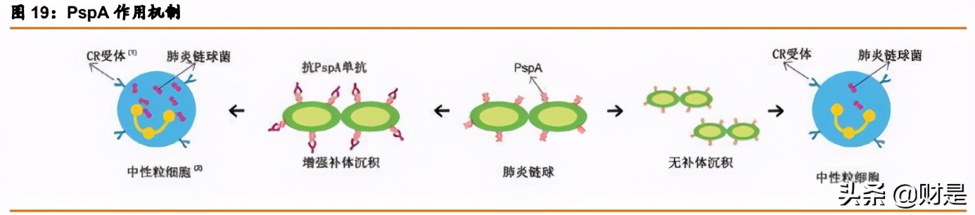 康諾熙生物專題研究報告：創新疫苗平臺型企業