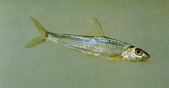 50西湖颌须鮈 鲤科gnathopogon sihuensis (chu)51铜鱼 鲤科coreius