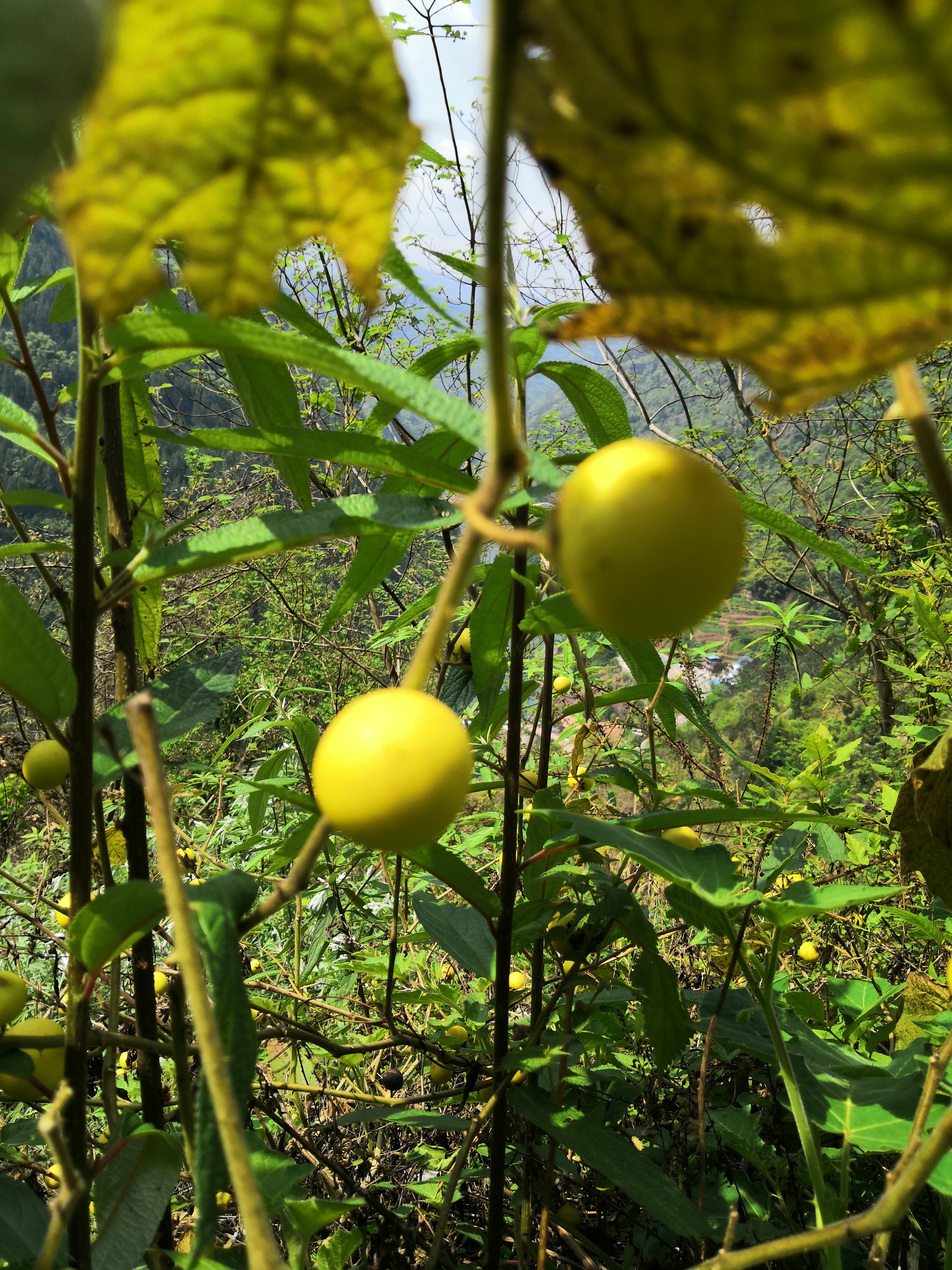 奉节县石岗乡一个山清水秀人杰地灵的地方，春天景色正美