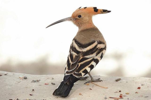 这种鸟非常漂亮却奇臭无比，都说是啄木鸟其实