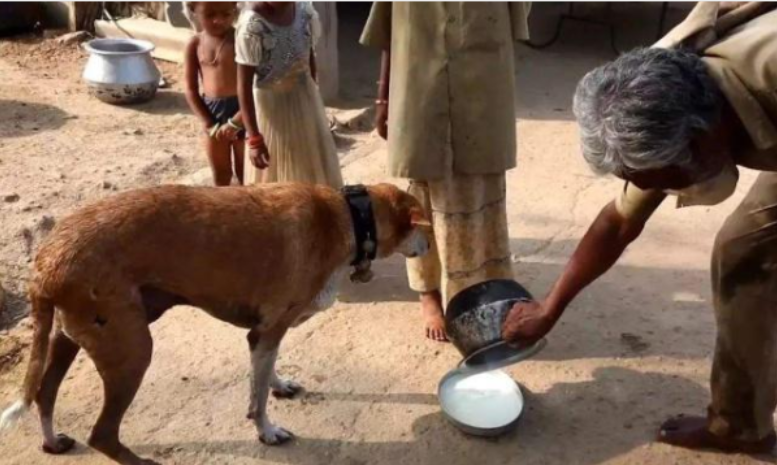 世界上最勤劳的狗，每天替主人运送50升牛奶，坚