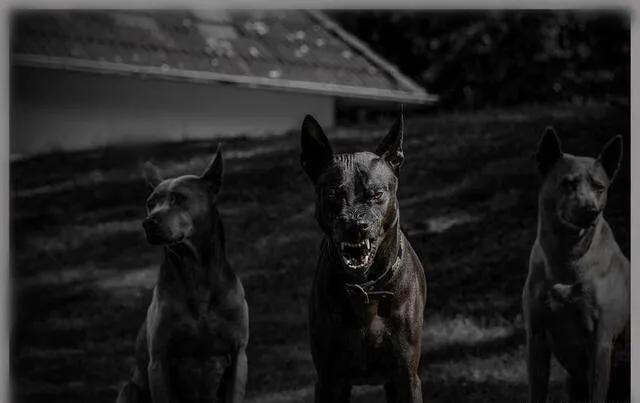 各国猛犬大全，建议收藏