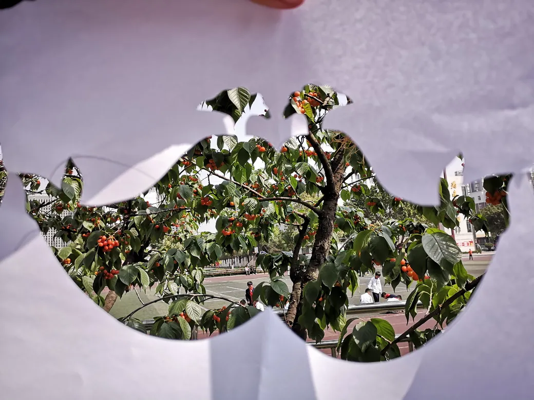 天府新区华阳幼儿园西区开展“幼儿园里的樱桃树”主题活动