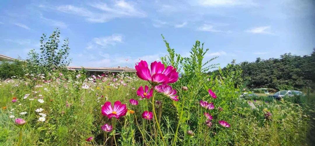 教师节 | 老师游梨木台免门票