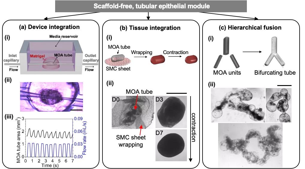 90�����Ů���з��������⻹ԭ���ٷ������ɹ���Ϊ90%