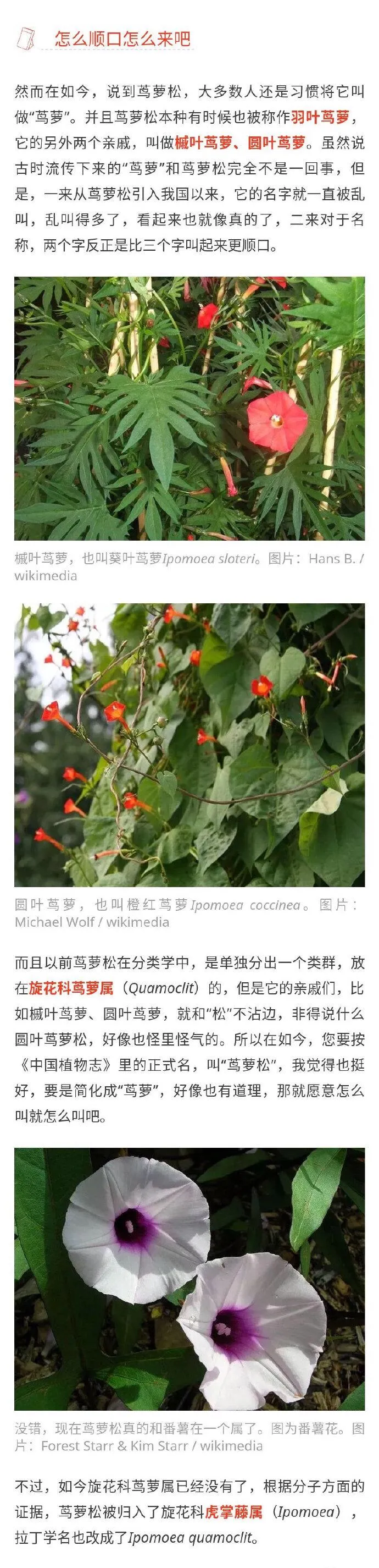 记忆中的那朵花 茑萝花 语辰静晓 Mdeditor 记忆中的那朵花 茑萝花 语辰静晓 Mdeditor